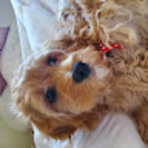 Meet your Posher, Alvin